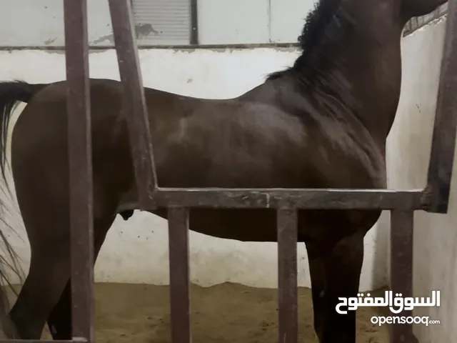 خيل عربي اصيل+ بدون جواز + العمر 7 سنوات + السعر 12الف قابل للمناقشه + يطلع له جواز قدره +