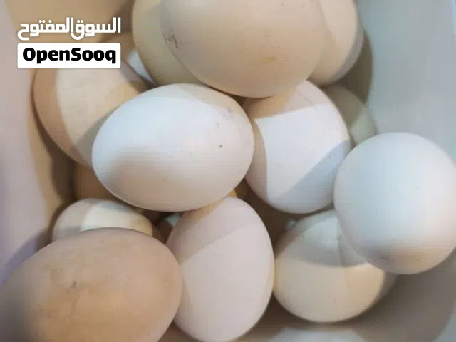 السلام عليكم متاح بيض العرب و ابو ركيبه خلط