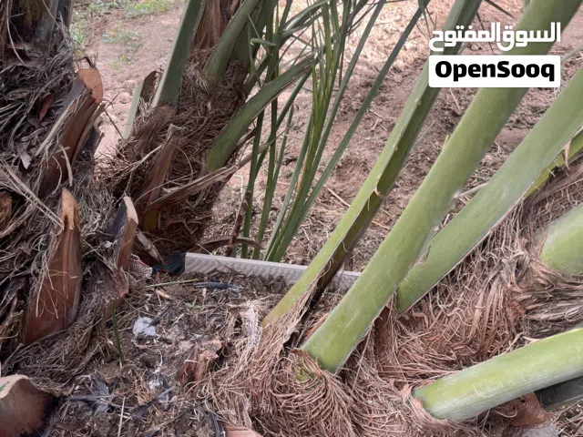 فسائل برحي للبيع