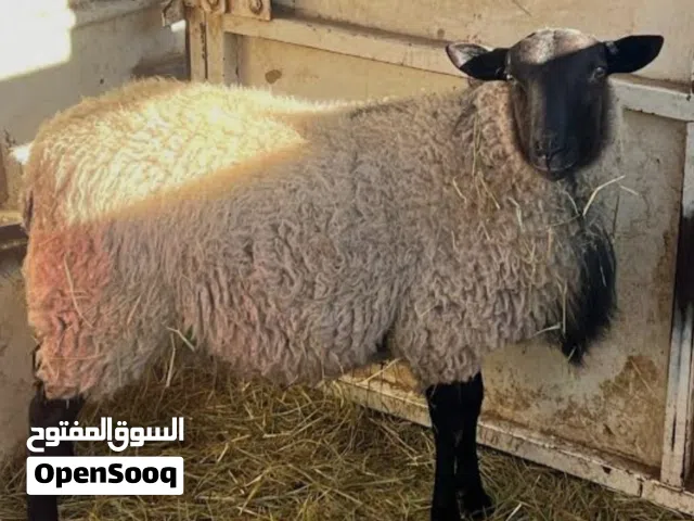 اغنام مميزه