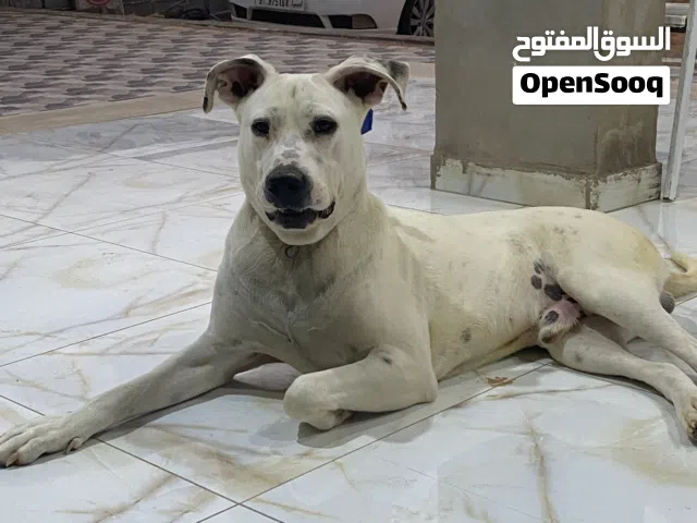 للبيع دكر عمره سنه ونص