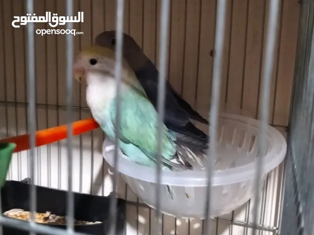 جوز روز أجمل الألوان ازرق واخضر بسعر مغري