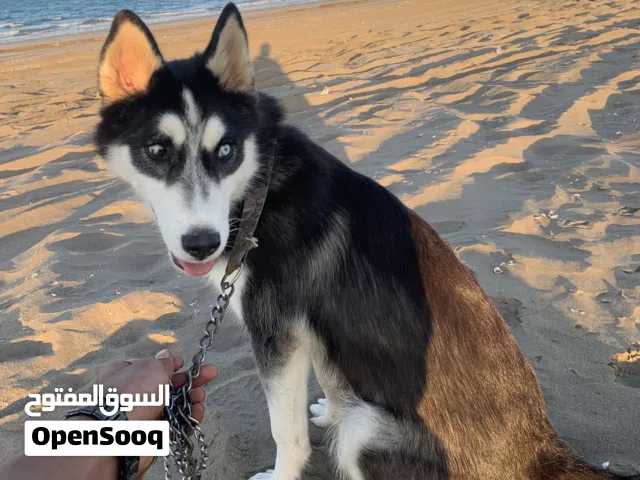 كلب للبيع شوف الوصف