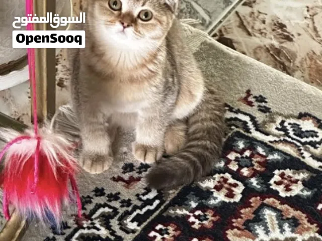 قطط شانشيلا مستوى عالي و جيد Scottish Straight Golden Chinchilla NY11 ( سعر مناسب لكم من يوم )