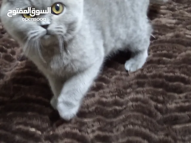 ذكر سكوتش فولد بيور