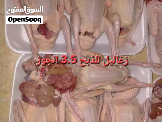زغاليل وديوك وحبش في جاوا