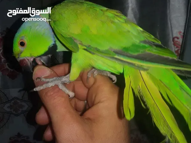 دره افريفي اليف   مع قفص كبير حجم