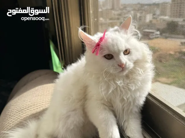 قطة شيرازي بيضاء ~ للبيع بسعر رمزي ^