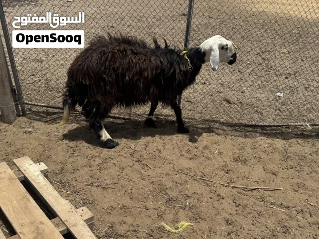 مطلوب 160 قابل تفوض بحدود معقول