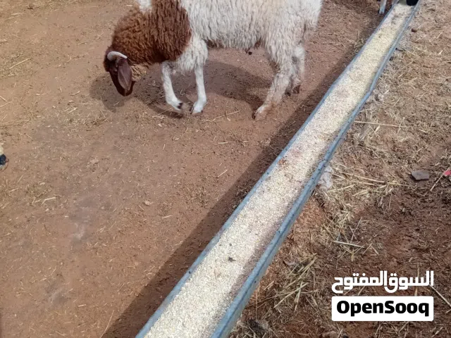 اضاحي البيع