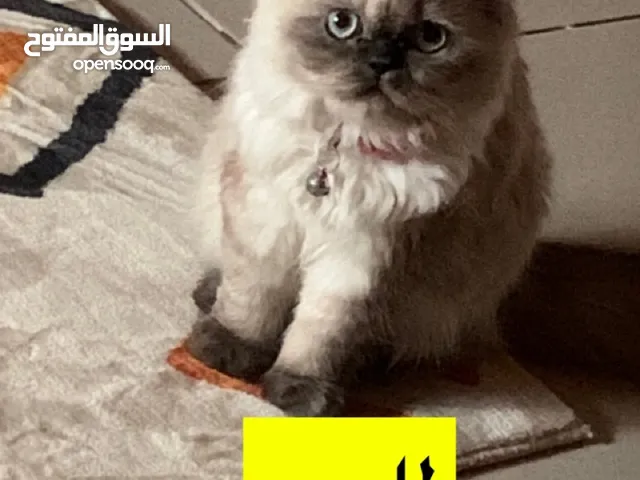 قطط للبيع في جدة
