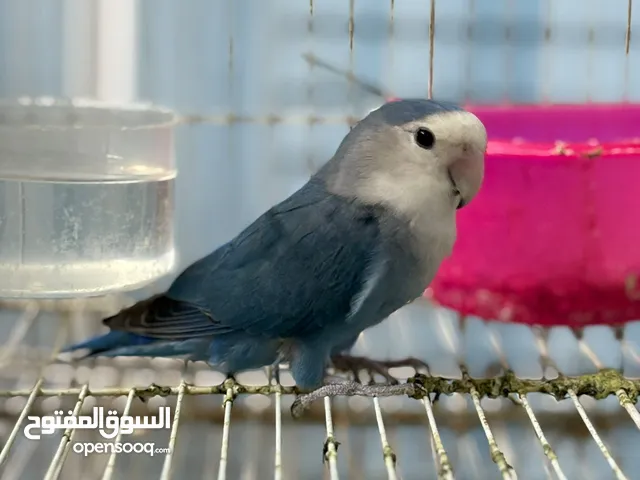 للبيع طير حب صحة ونظافة وحجم ماشاءالله الجنس : نفيه العمر: 2024