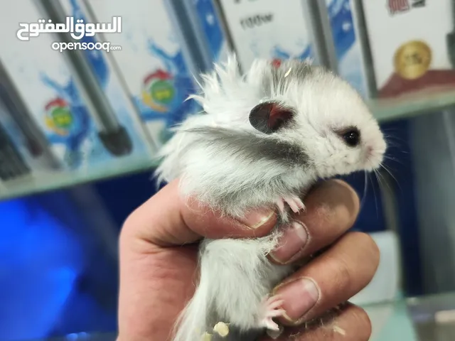 هامستر سوري مطعم انتاج مزارع وليس انتاج شخصي متوفر جميع الاكسسوارات المناسبه للهامستر