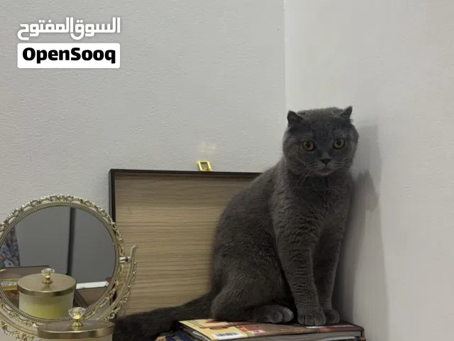 قطه سكوتش فولد شورت هير