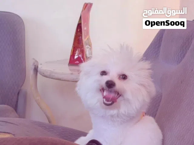 كلب مالتيز عمر 9 اشهر