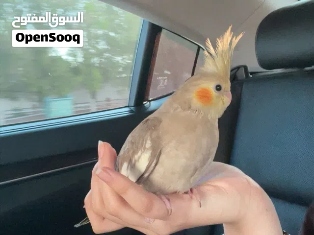 كروان حبووب و اليف تواصل للمقاطع