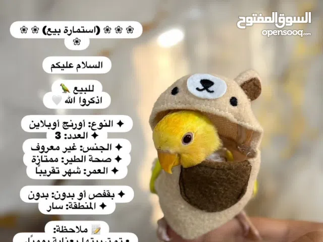 للبيع مجموعة من طيور الحب