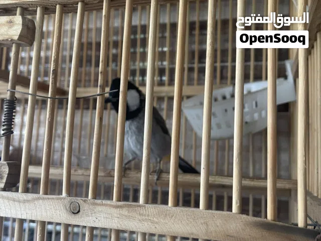 بلبل ربة قفص