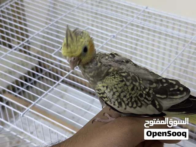 فرخ كوكتيل للبيع اليف