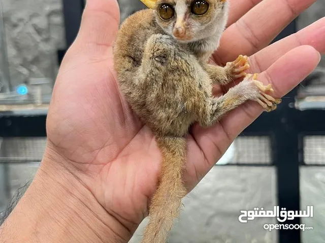 البوش بيبي