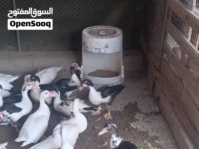 بط مصري وحمام عاديات للبيع