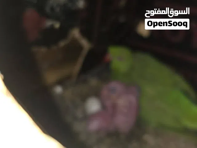 زوج بغبغاء نص اليفات مع بناتهم اريد ابدل بغير طيور