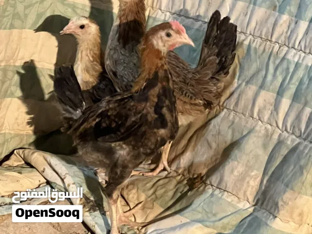 بسم الله متاح ثلاث قطع كويتيه