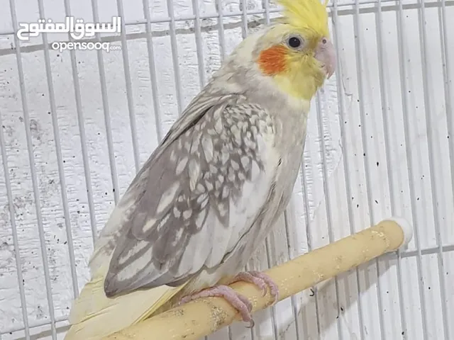 للبيع الطيرين سويا سعر 30 وبي مجال