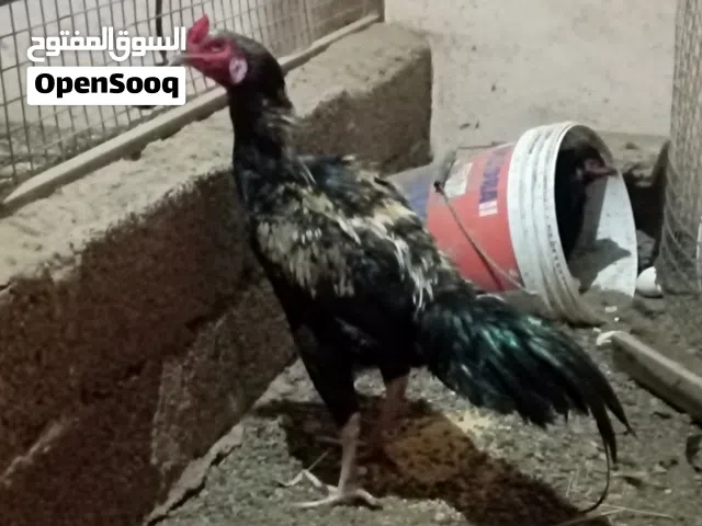 للبيع دجاج باكستاني
