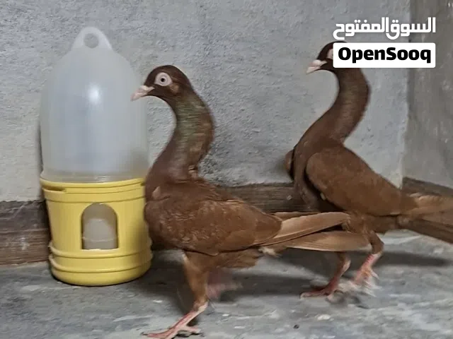 جوز شيكرات هزه قويه