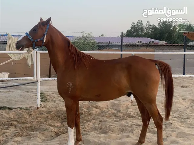 خيول من انتاج مزرعه الشيخ