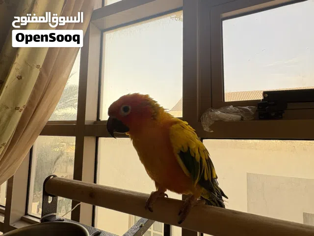 ببغاء صن كنيور اليف