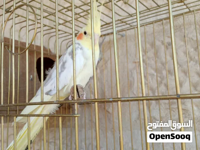جوز كوكتيل للبيع