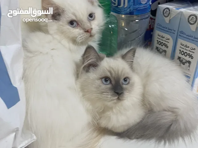 2 Purebred Himalayan Kittens - Male & Female