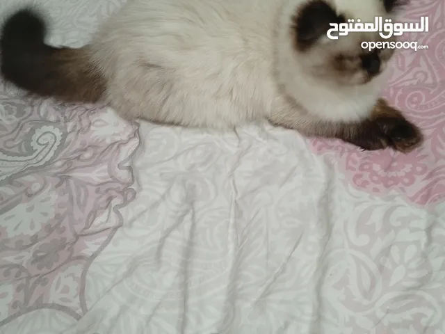 قطة سيامي عمرها 4اشهر في اسنلار