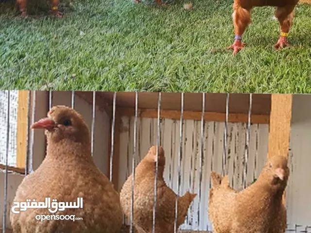 فراخ و جوز مخاليف وفحل كنج المانيات البزره الاصليه
