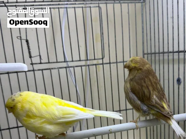 زوج كناري جلوستر منتج Gloster Canary Pair for Sale – 2025