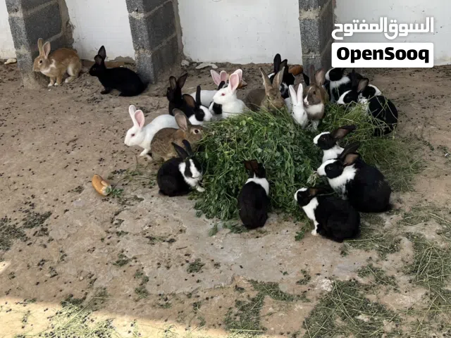أرانب مشاءالله