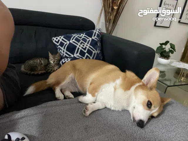 Our lovely corgi dog 4 years old