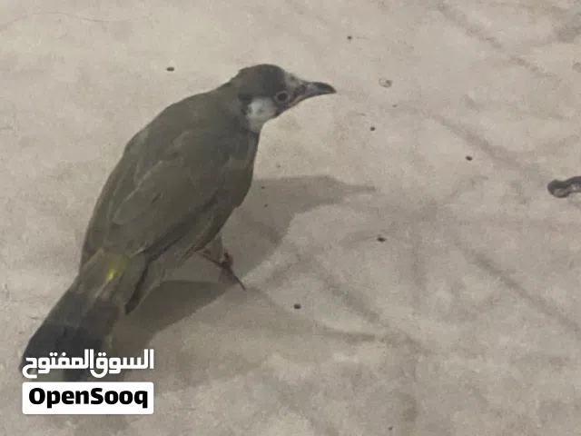 بلبول لبيع سعر 45 العمر جاي يصبغ