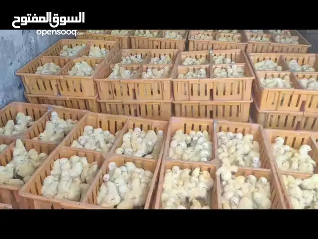 صوص لاحم / تسمين موجود اسبوعيا