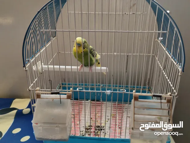 عدد اثنين عصافير بادجي طيور الحب مع القفص