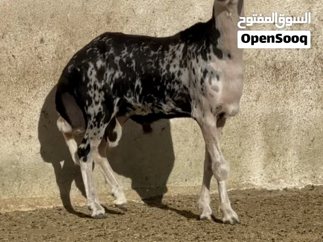 فحل نجدي أصل ماشاءالله