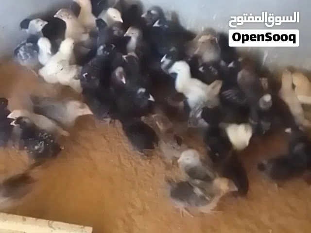 موجود كتكوت عربي غليظ عمرهم 20 يوم واخدات تحصينات عدد 60
