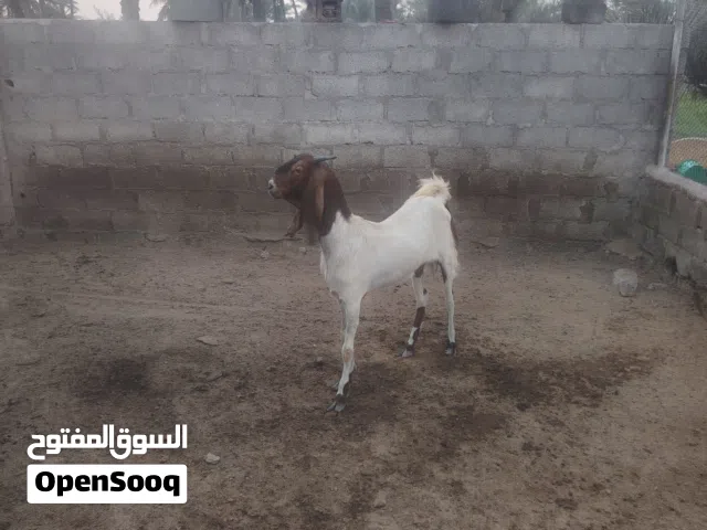 اسخله باكستانيه بكر