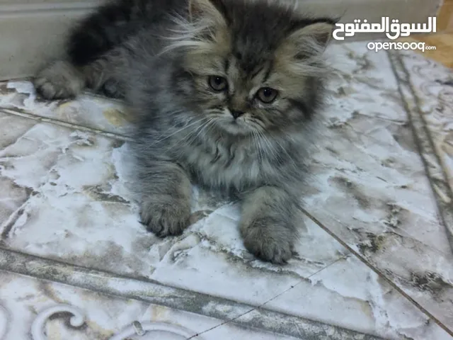 كيتنز جميلة اون سكني مميز