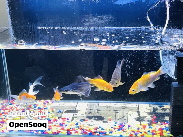 Fish pets Gold fish (small and big) Angel fish Small shark Small koi fish
