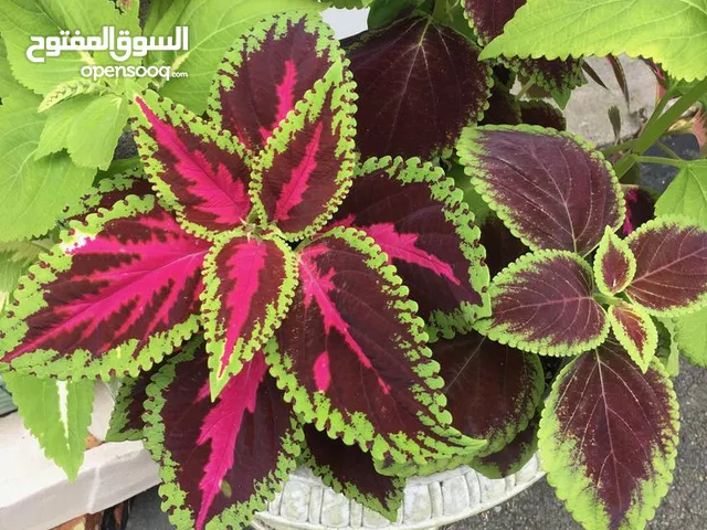 كوكب الاعشاب فى الحمامات تونس