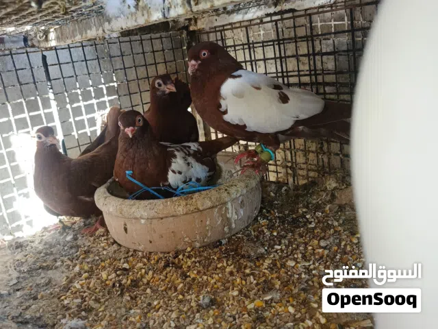 7جواز حمام للبيع بسعر مغري