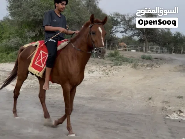 للبيع حصان